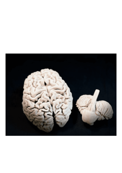 BRAIN Modelo realista flexible del cerebro
